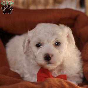 Bobby, Bichon Frise Puppy